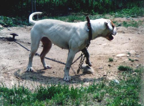 annieoakley.jpg