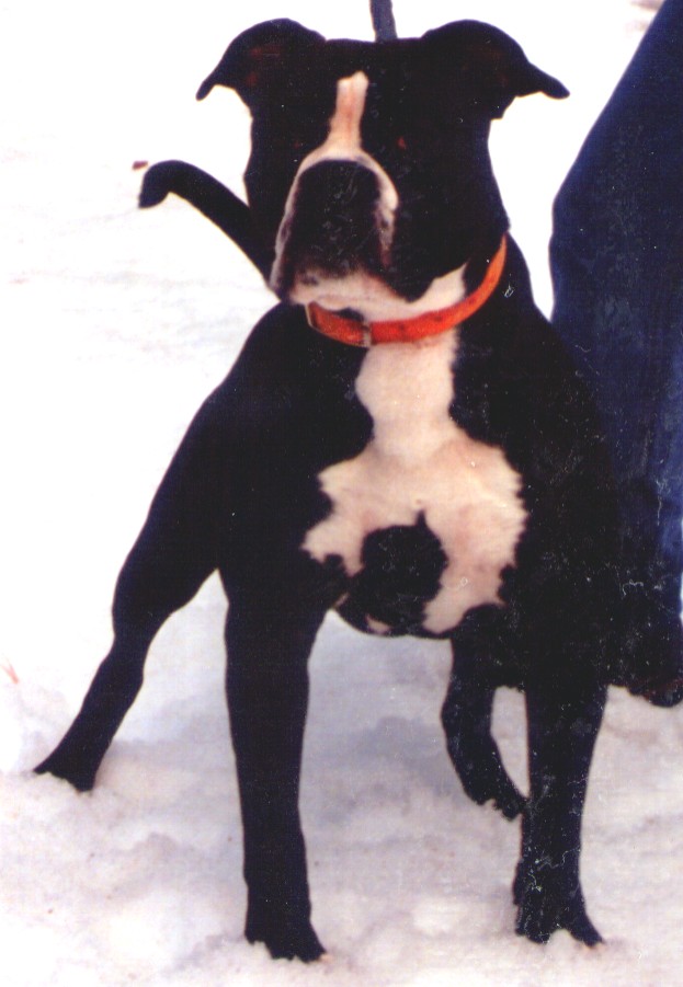 newenglandbulldogsreed.jpg
